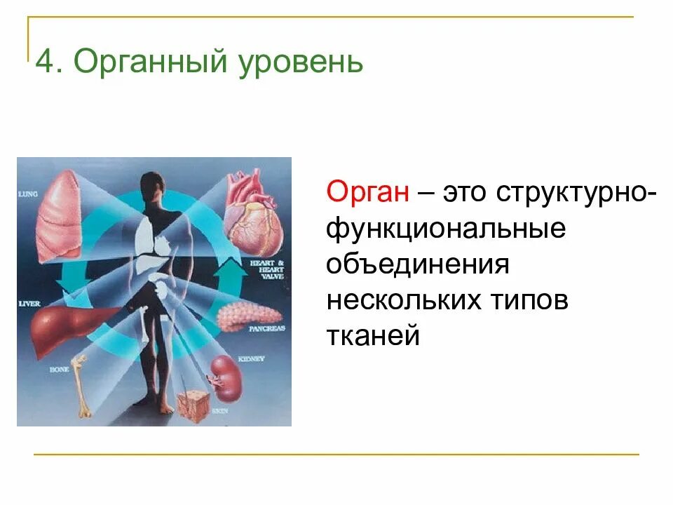 Какое свойство живых систем заключается в том. Органный уровень организации. Органный уровень организации живого. Органный уровень организации категория. Объединение нескольких тканей.