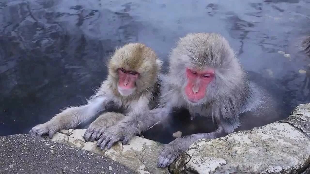 Обезьяна купается в теплой воде группа. Парк снежных обезьян Джигокудани. Снежные обезьяны в горячих источниках Нагано. Долина обезьян Япония Джигокудани. Обезьяны в Японии в горячих источниках.