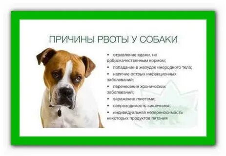 У собак понос несколько дней