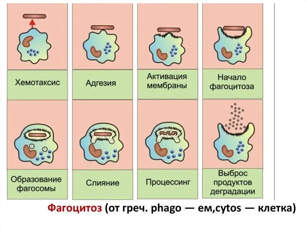 Что такое фагоцитоз. Этапы фагоцитоза схема. схема фагоцитоза в иммунологии. схема стадий фагоцитоза. схема фагоцитоза клетки.
