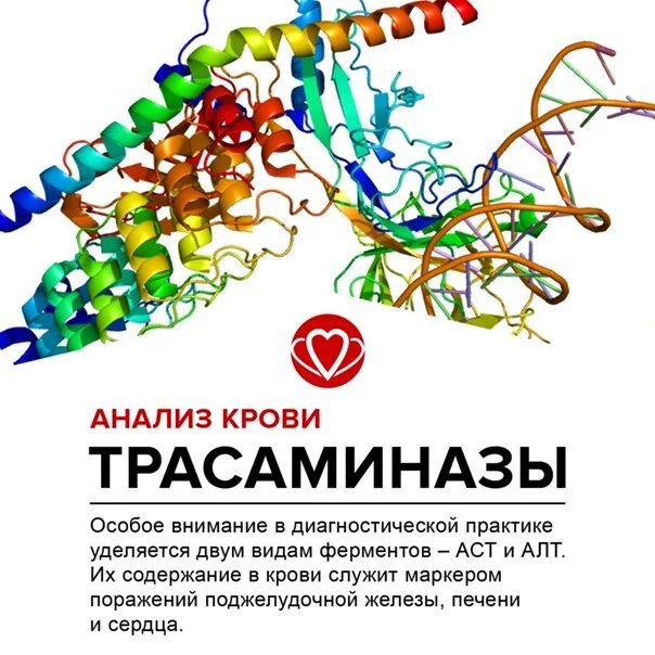 Ферменты патологии. Transaminas. Из чего состоят трансаминазы. Трансаминазы 7000. Трансаминаза анализ крови.