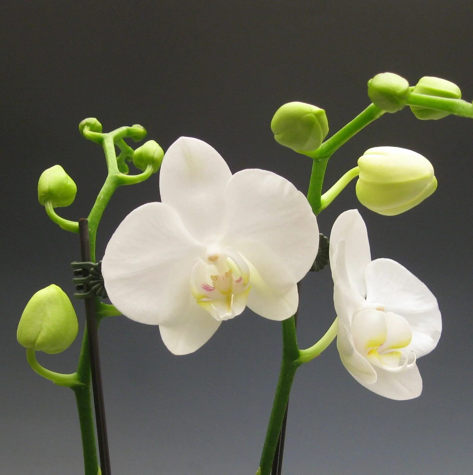 Фаленопсис amabilis. Орхидея Phalaenopsis. Орхидея Phalaenopsis Ikaria. Орхидея фаленопсис мимесис. Plants орхидея