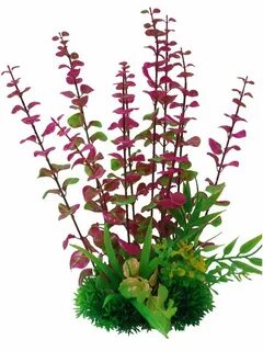 Plant z