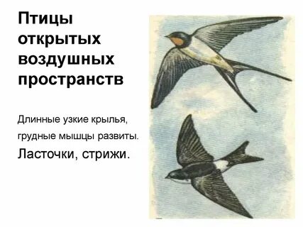 Птицы открытых пространств
