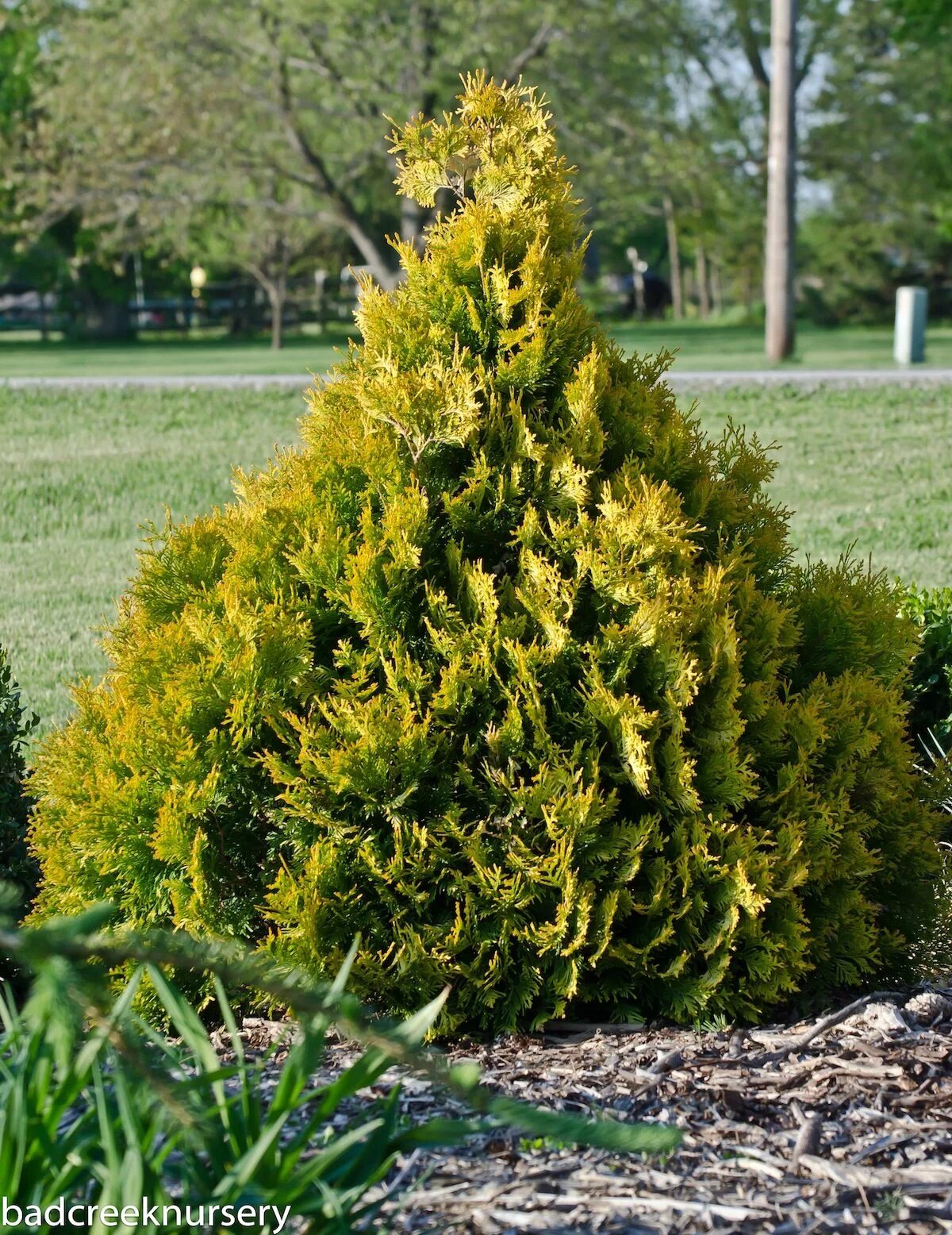 Platycladus orientalis aurea nana variegata