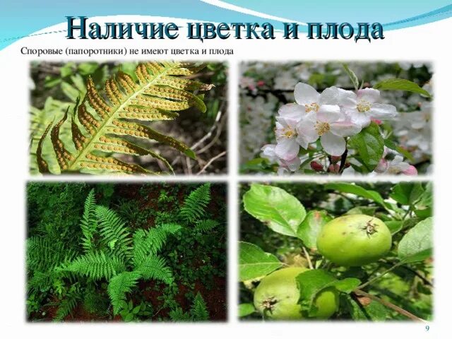 У папоротников есть плоды. Папоротник образует семена. У папоротников есть плоды. Плоды папоротника. У папоротников есть плоды.