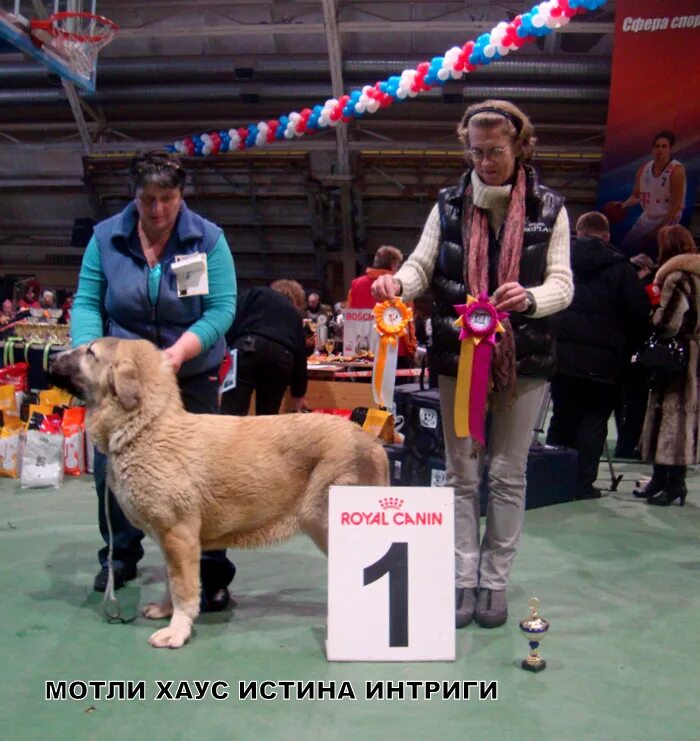 Мотли Хаус питомник бордер колли. Монопородной выставке ранга ПК. Уровни выставок. Монопородные выставки собак.