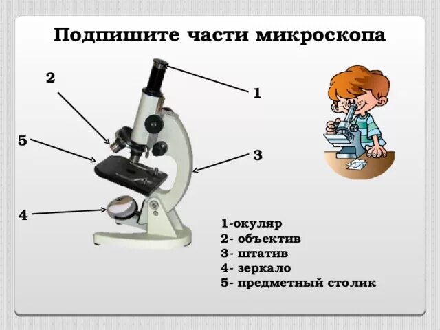 Как называется зрительная трубка микроскопа. Микроскоп с подписанными частями. основные части микроскопа. название частей микроскопа. предметный столик микроскопа.