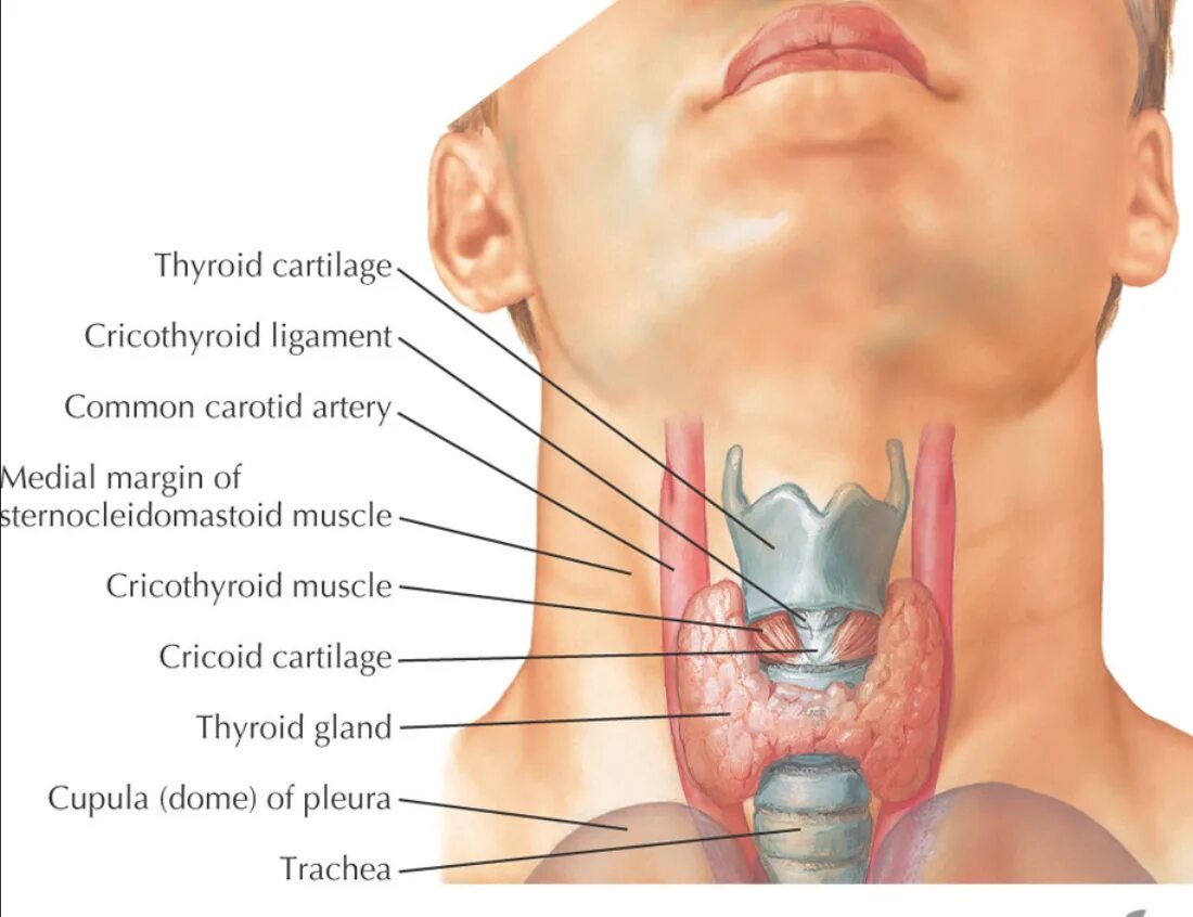 Щитовидка расположение анатомия. Щитовидная железа (glandula thyroidea) развивается из:. Строение шеи человека щитовидная железа. Расположение щитовидной железы на шее. Лимфоузлы на щитовидке