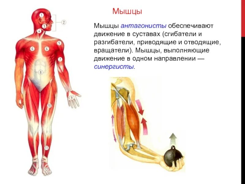 Мышцы выполняющие противоположные. Сгибатели разгибатели синергисты антагонисты. мышцы нижних конечностей синергисты и антагонисты. таблица мышцы синергисты и антагонисты сгибатели и разгибатели. мышцы синергисты анатомия.