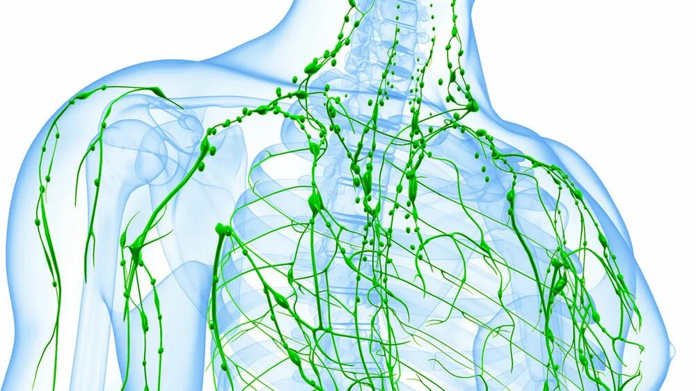 Лимфатическая система 3д атлас. Лимфатическая система человека 3д атлас. Лимфатические сосуды. Застоявшейся лимфы