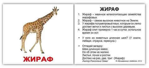 Жираф загадка 1 класс