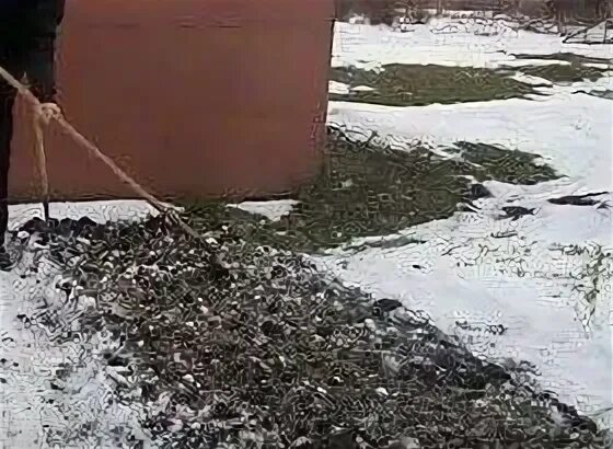 Что сажают в зиму