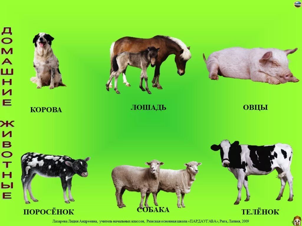Клички животных коров. Корова и свинья. Кличка теленка. Корова и собака. Корова коза овца свинья
