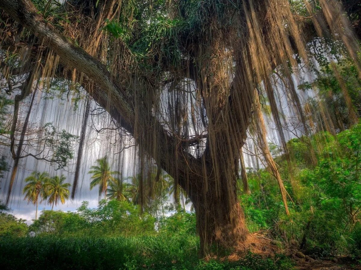 Чунцин тропические джунгли. Южная Америка Сельва лианы. Лиановые леса Флориды.
