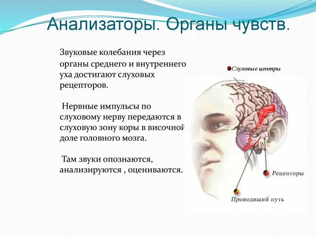 Биология 8 класс органы чувств анализаторы. Анализаторы органы чувств. Слуховой анализатор орган чувств. Нервные импульсы от рецепторов слуха поступают в височную зону. Сенсорные системы органы чувств анализаторы организма.