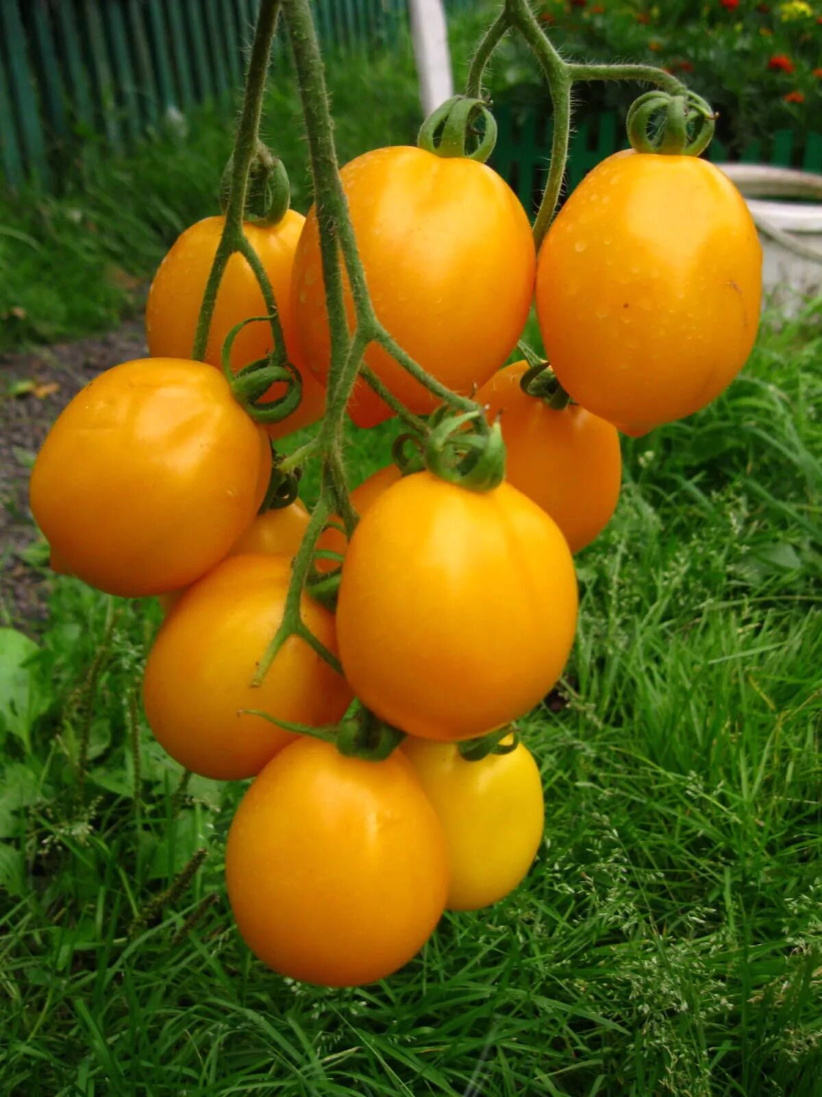 Томат цитрусовый сад. Томат цитрусовый рай. Томат цитрусовый сад. Сорт помидор цитрусовый сад. Томат харвард сквер.