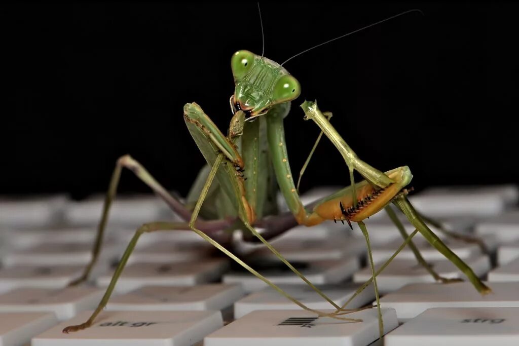 Где снимали самку богомола. Богомол Sphodromantis lineola. Богомол обыкновенный большой. Богомол макро. Богомол Макросъемка.