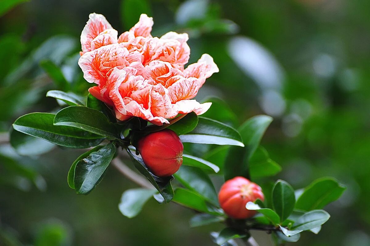 гранат punica alba plena. гранат обыкновенный цветение. цветущая ветка граната. гранатовое дерево абхазия цветение. гранат punica alba plena.