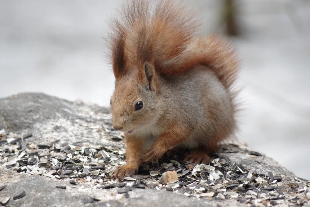 Какая шубка у белки зимой и летом. Белка зимой и летом. Какая шубка у белки зимой и летом. Окрас белки зимой и летом. Окрас белки зимой.