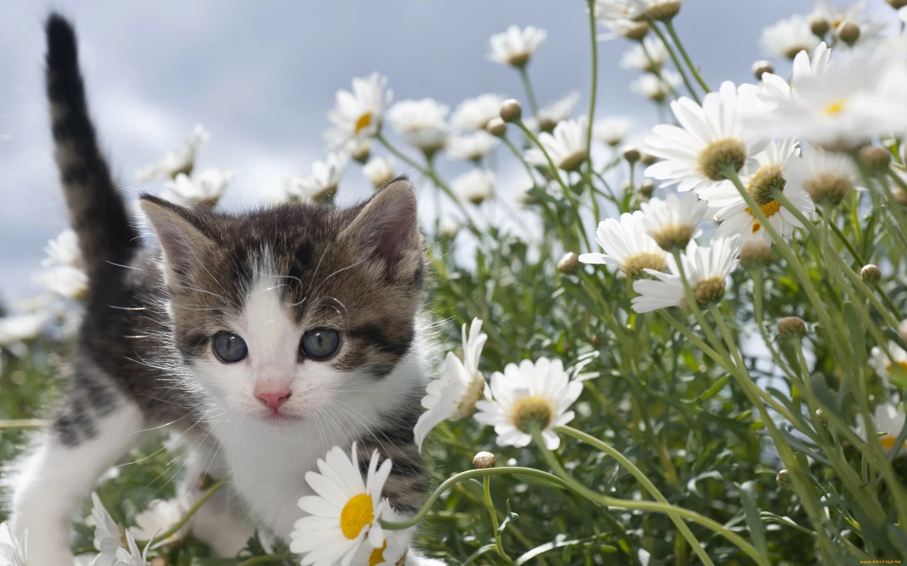 Котик летом