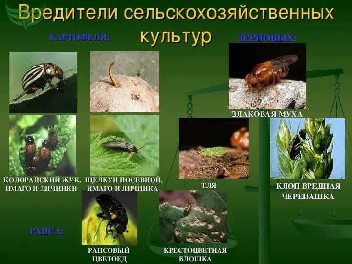 Группы вредных организмов. Вредители сельскохозяйственных культур. Вредители сельскохозяйственных растений. Насекомые вредители с/х культур. Насекомые вредители сельскохозяйственных растений.