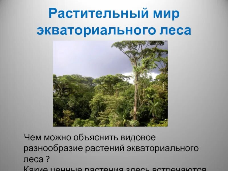 Богатейший видовой состав влажных экваториальных лесов объясняется. Экваториальные леса растительный мир. растительность влажных экваториальных лесов. экваториальных влажных растения. растения экваториального пояса.