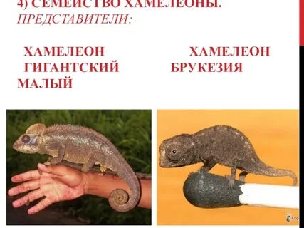 Отряд хамелеоны представители