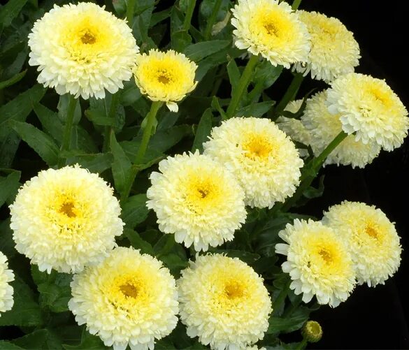 Leucanthemum superbum Lemon Puff ™ - ThinkPlants