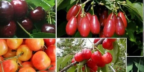 Лучшие сорта самоплодной низкорослой вишни