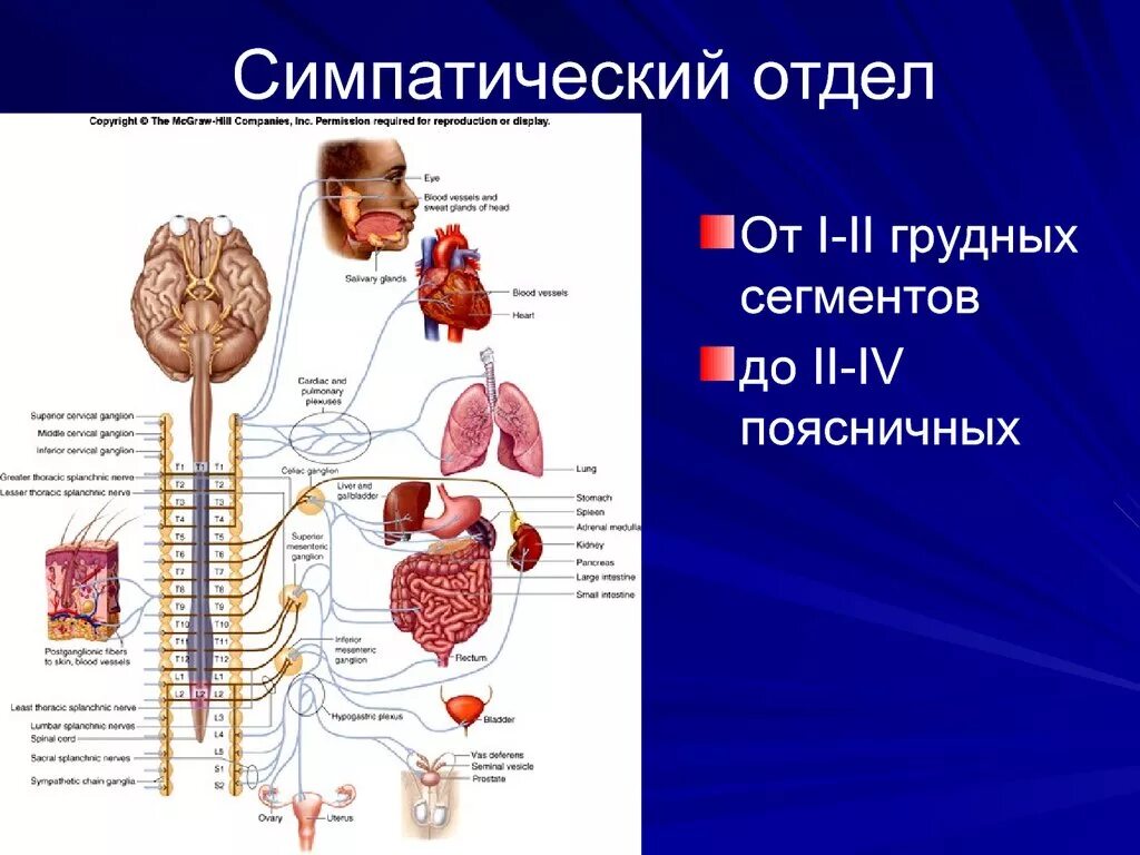 Симпатический отдел выполняет функции. Симпатический отдел. Симпатическая нервная система. Симпатический отдел вегетативной нервной системы. Строение симпатической нервной системы.