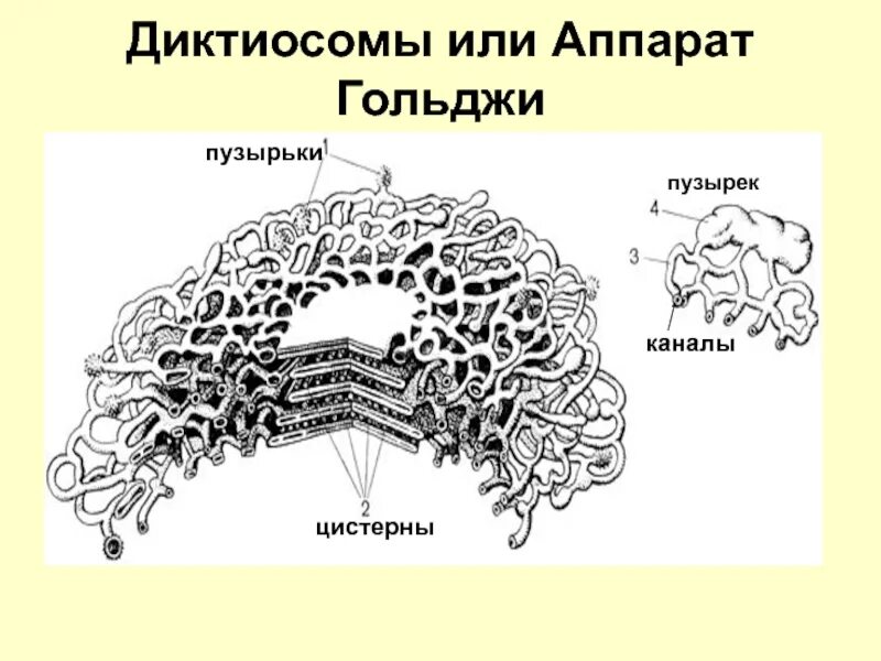Диктиосома является структурной частью