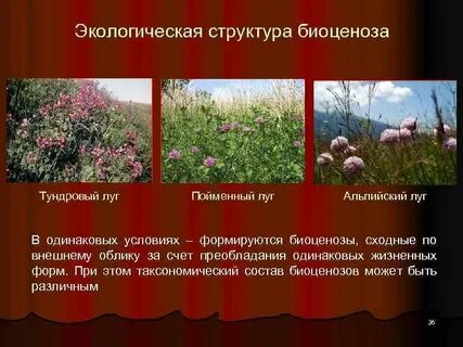 Биогеоценоз луга