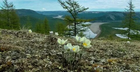 Таймырский заповедник природная зона