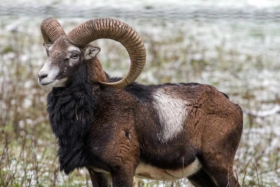 Файл:Male Nubian Ibex.jpg - Вікіпедія