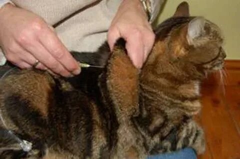 Рингер коту подкожно