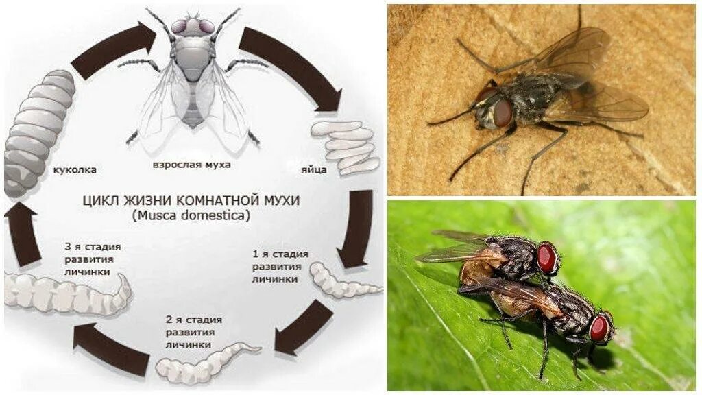 Сколько живут мухи. Цикл развития комнатной мухи. Отряд Двукрылые жизненный цикл. Комнатная Муха жизненный цикл. Стадии развития комнатной мухи.