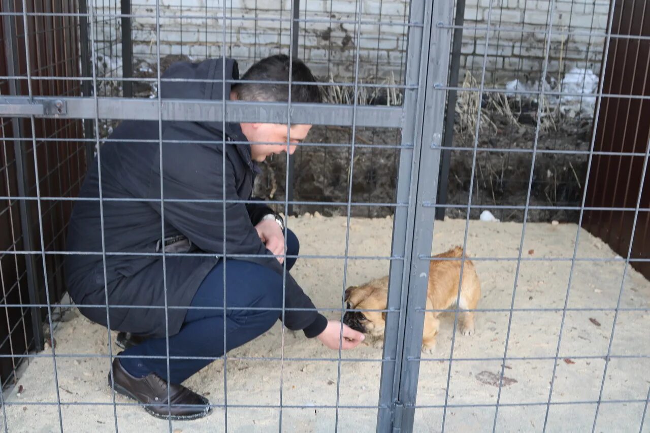 Собачий приют брянск. Приют собак в брянске бежицкий район. Брянский приют для собак. Собачий приют брянск. Брянский приют для собак.