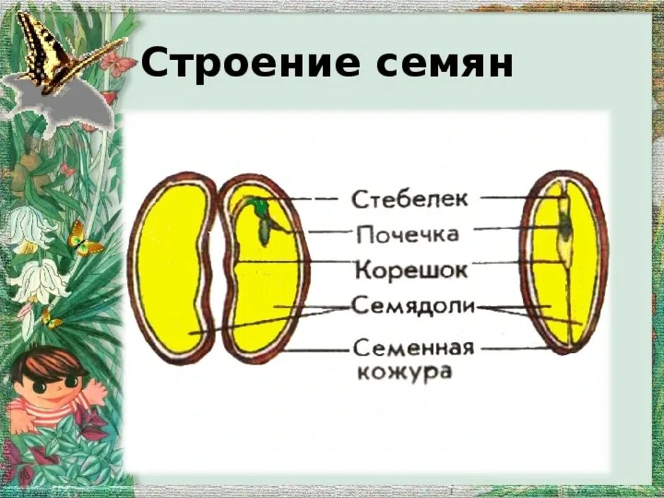 Кожура семян 6. Строение семени 6 класс схема. Строение семени 5 класс биология. Семена строение семян. Семя строение семени.