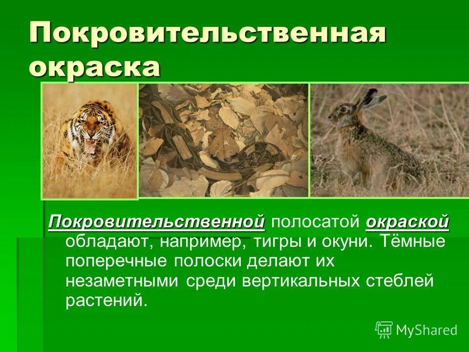 расчленяющая окраска. покровительственная окраска. покровительственная окраска. расчленяющая окраска животных. адаптация покровительственная окраска.