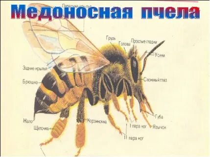 Медоносная пчела содержатся человеком впр