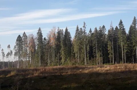 Ресурс ленинградская