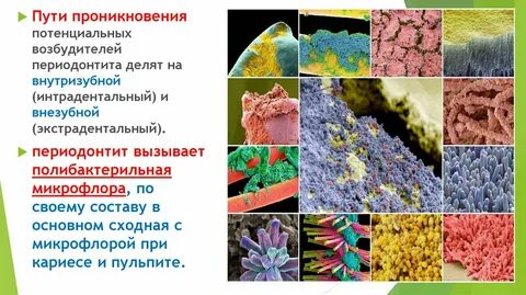 Потенциальным возбудителем