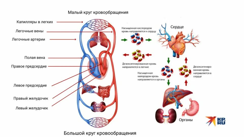 Нарушения малого круга кровообращения. Круги кровообращения. Сердечно сосудистая система круги кровообращения. Малый круг кровообращения. Анатомия сердца и круги кровообращения.