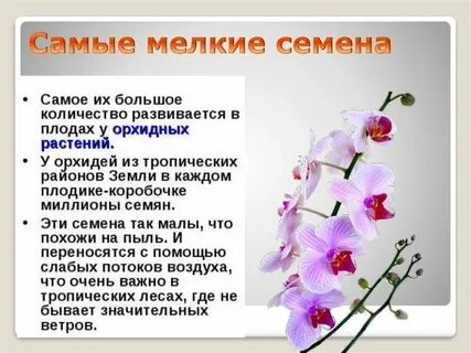 Самое большое семя растения