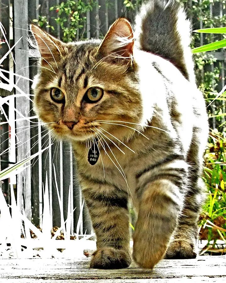 Bob tail