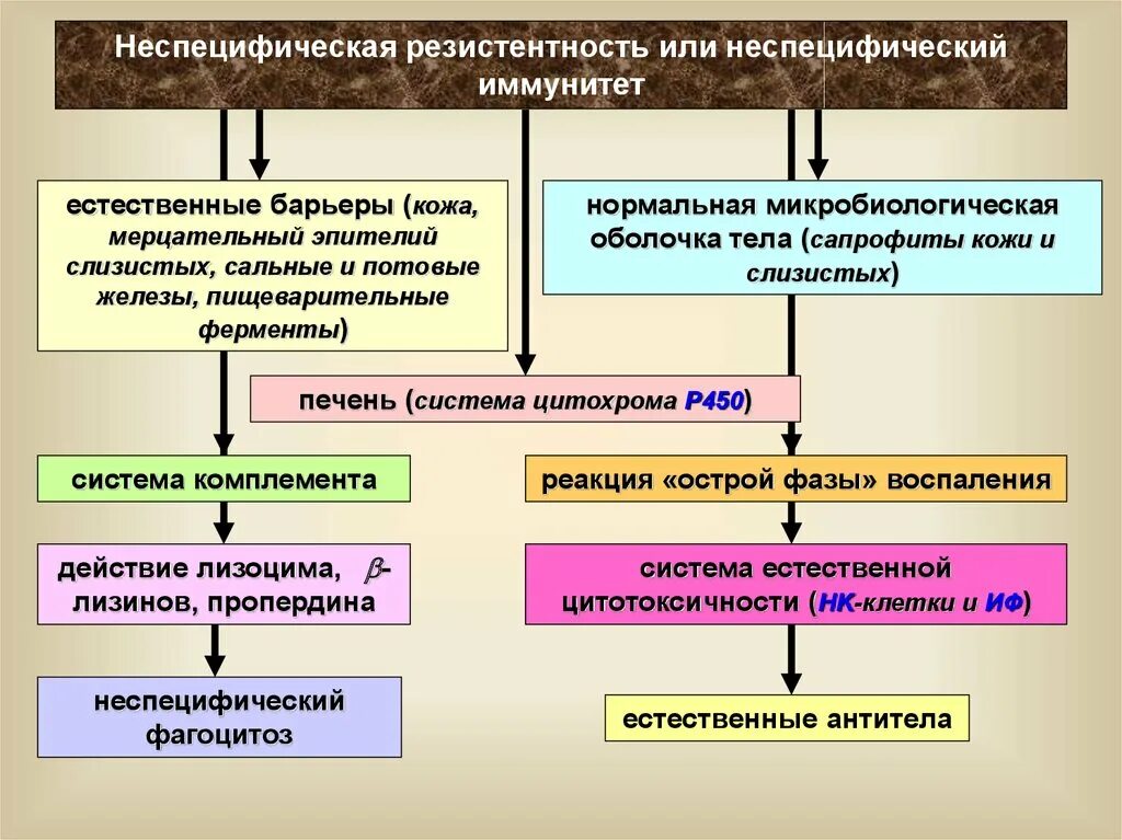 Специфическая резистентность. Механизмы неспецифической резистентности. Факторы неспецифической резистентности. Неспецифическая резистентность организма. Специфическая и неспецифическая резистентность организма.