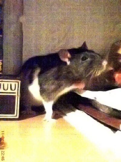 Крыса упала. Крыса упала. Фортнайт упавшая тарелка. Мышь трясется. Дохлая крыса в мышеловке.