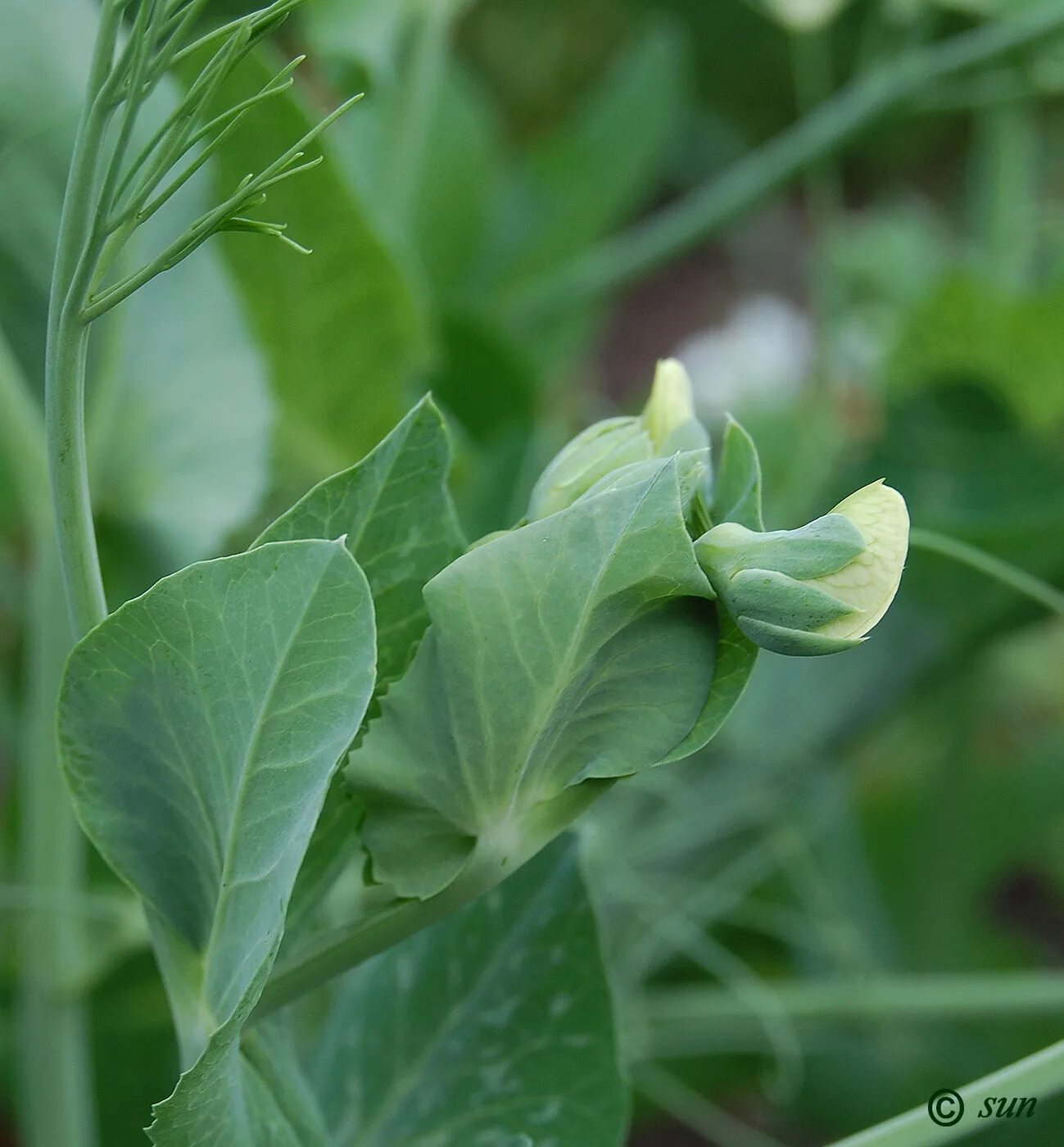 Pisum sativum. Pisum листья. Горох посевной отряд. Pisum arvense l.