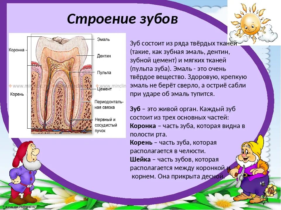 Почему зубы отличаются между собой. Строение молочных зубов. Строение молочного зуба у детей.